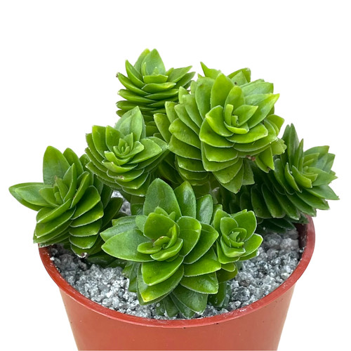 Crassula estagnol uk - crassula,