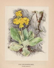 Auricula Alpenaurikel (Primula Auricula) Lithography From 1948 Otto Baumberger
