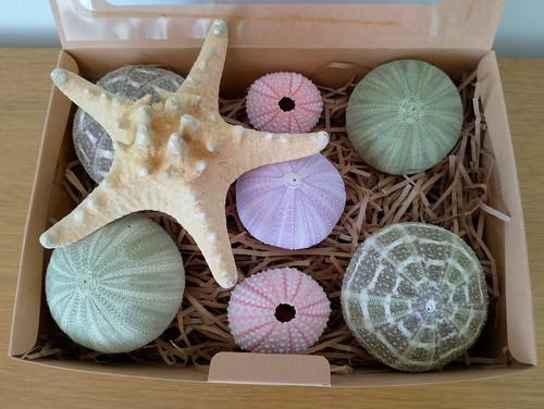 Real sea urchins mixed - sea,