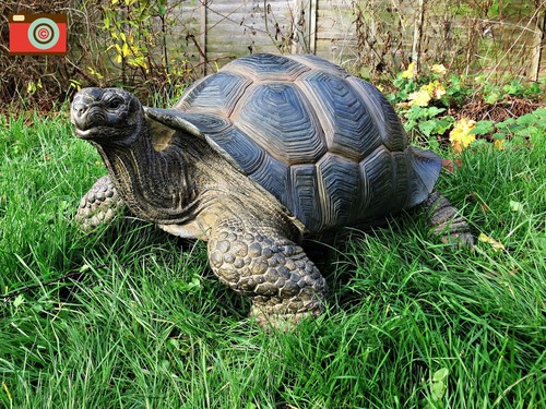 Xxl giant tortoise - xxl, huge