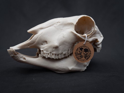 Life size sheep skull - life,