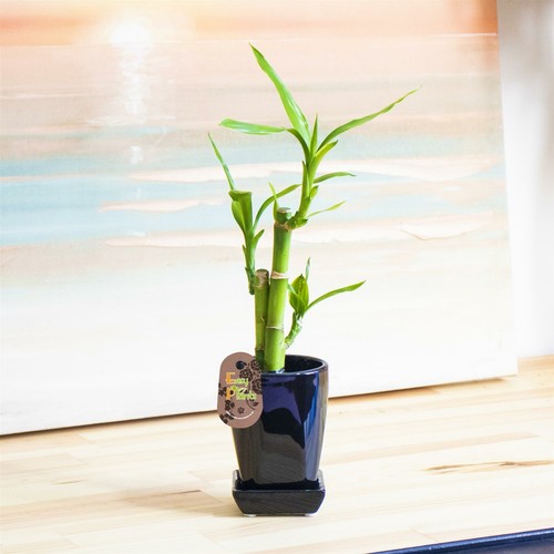 Lucky bamboo group plant - bamboo,
