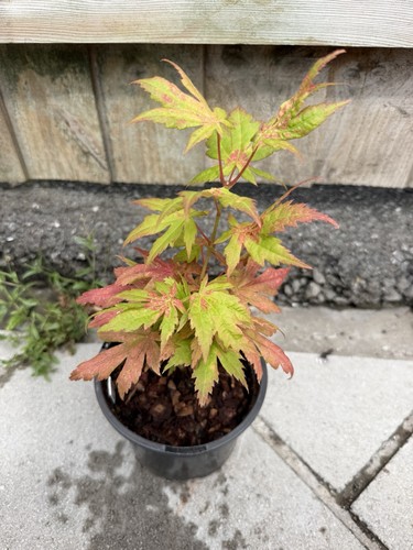 Acer pseudosieboldianum rare - acer,