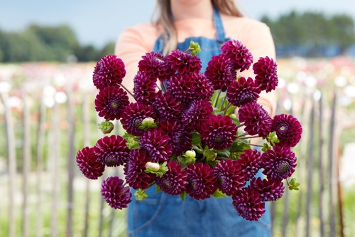 Dahlia tuber ivanetti - -,