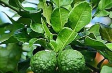 Thai kaffir   Lime Plants   (uk seller)