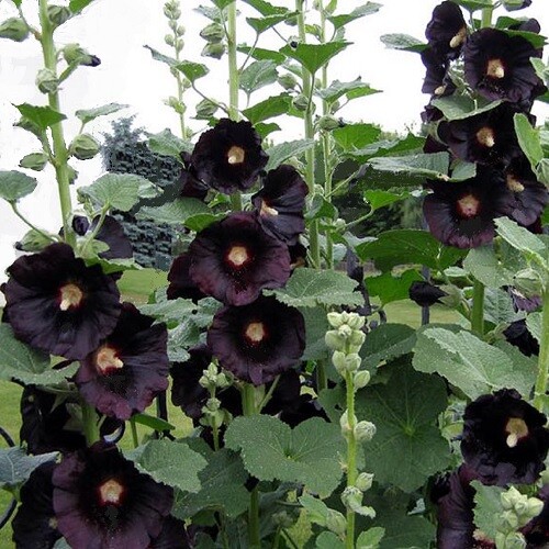 Hollyhock nigra the - 'nigra', 'the