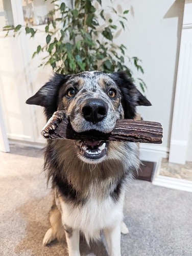 Natural deer antler dog chews - natural,