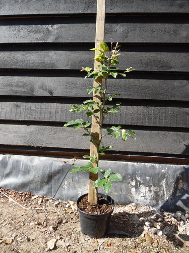 Green beech fagus - 40, (fagus