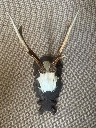 Roe deer antlers mounted - antlers, on