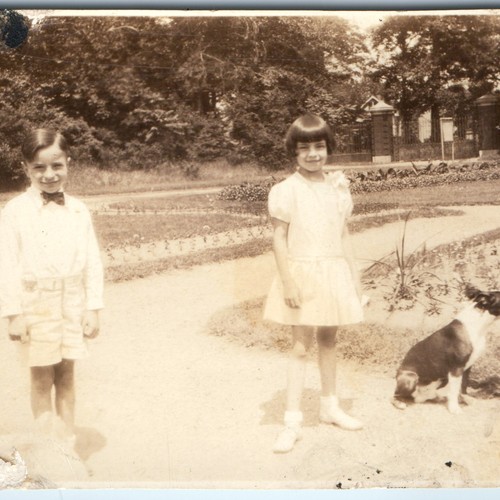 C1930s boston terrier - c1930s,