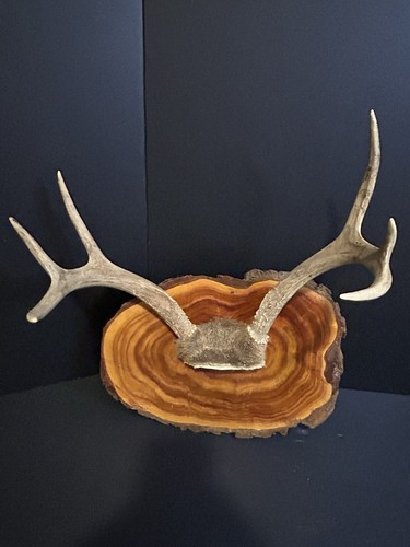 Rustic point deer antler - 6,