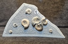 Calcite Jurassic Ammonite