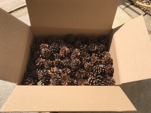 200 natural quality - 200+, pine