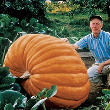 PUMPKIN DILLS ATLANTIC GIANT
