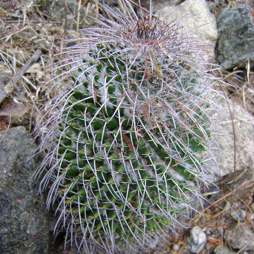 Mammillaria carnea 15 - mammillaria,