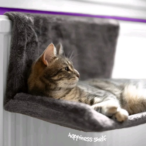 Petlicity cat radiator bed - petlicity,