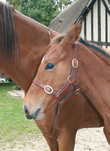 New foal mini pony - new, /