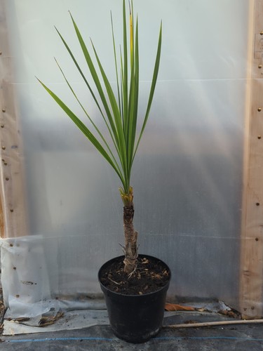 90cm baby cordyline - 90cm, palm