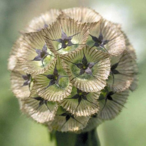 Scabious drumstick sow - drumstick.,