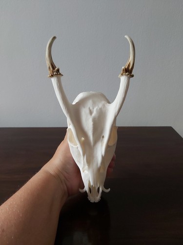 Muntjac buck deer skull - muntjac,