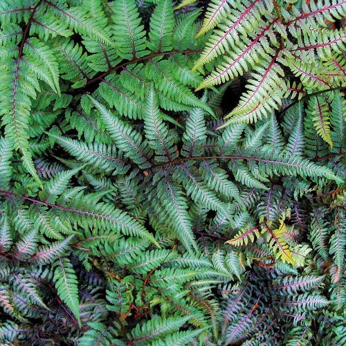 Fern evergreen hardy perennial - fern,