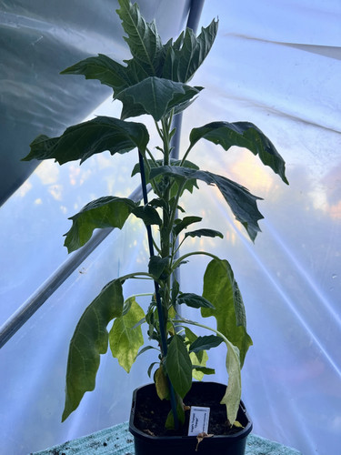 Angels trumpet orange - angels, 'orange'