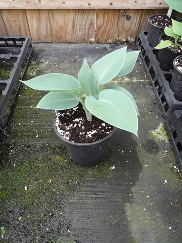 Hosta halcyon - hosta,