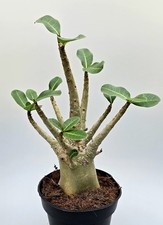 Very Nice Adenium Baobab Desert Rose 
