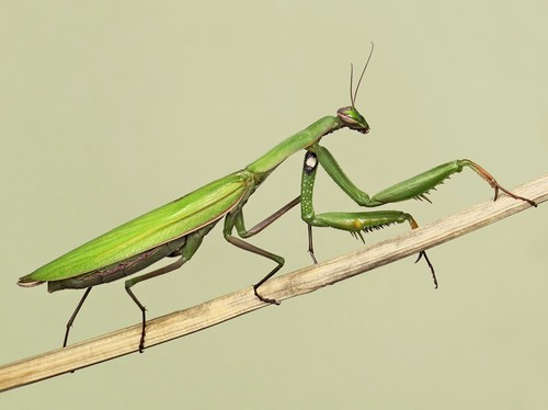 European praying mantis - praying,
