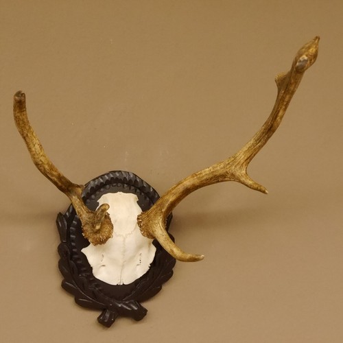Fallow deer abnormal antlers - antlers, h