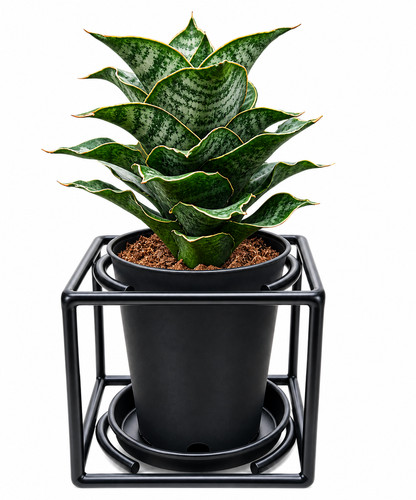 Rare sansevieria house plant - rare,