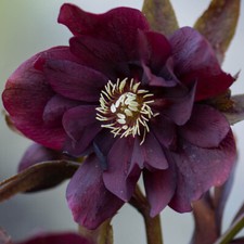 Pack of 3 Hellebore 'Double