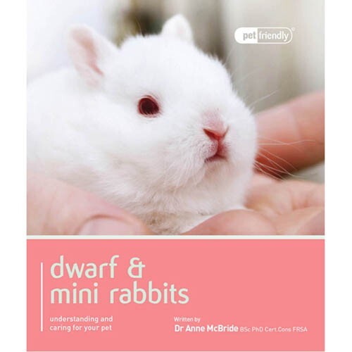 Dwarf mini rabbits pet - mini,