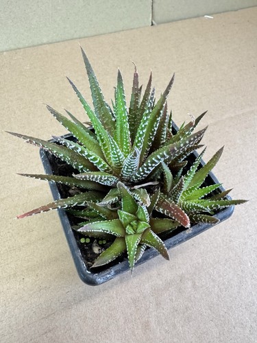Haworthia fasciata x 7cm - fasciata,