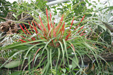 TILLANDSIA FLABELLATA  - Clumping epiphyte - Spectacular long lasting flowers