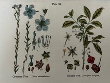 Antique Botanical Print Common
