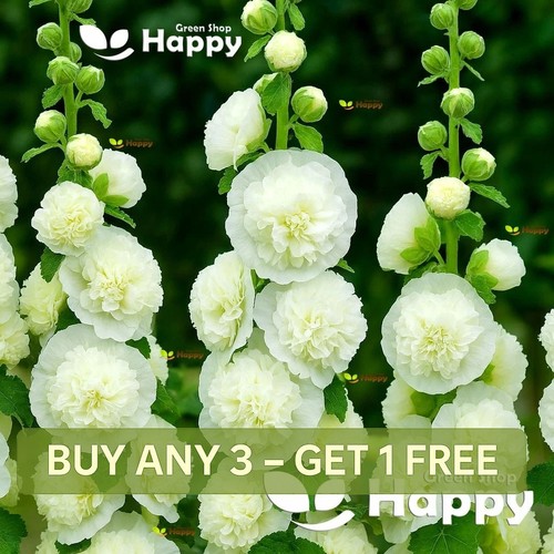 Hollyhock seeds double - hollyhock,