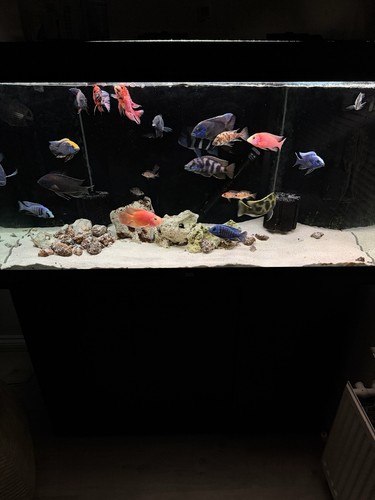 Juwel 350 led aquarium - juwel,
