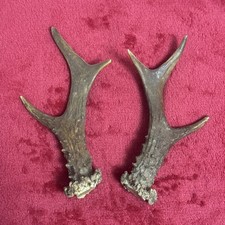 FANCY PAIR OF ROE DEER ANTLERS