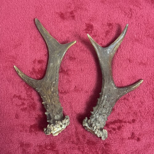 Fancy pair roe deer - pair,