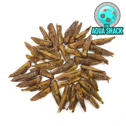 Natural dried grasshoppers - dried,