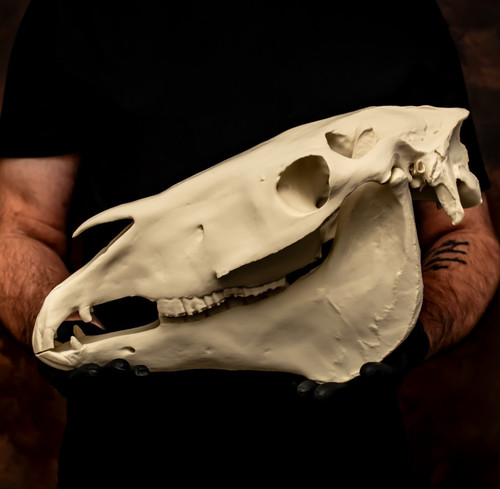 Horse skull life size - skull,