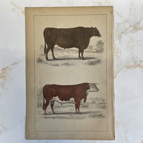 Antique book engraving hand - antique,