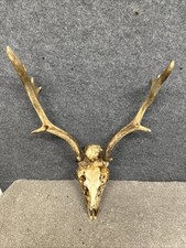 Fallow Buck Deer Skull