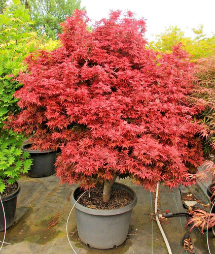 Acer palmatum shaina - acer,