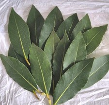 Bay Leaves Organic Freshly