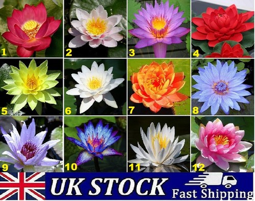 Lotus flower seeds - lotus,