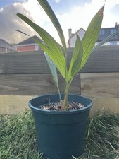 Trachycarpus Wagnerianus