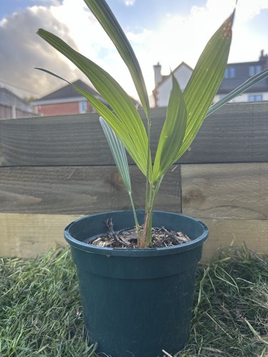 Trachycarpus wagnerianus - trachycarpus,