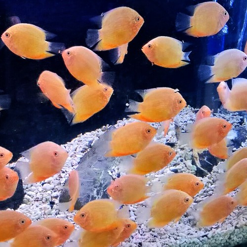 Red spot gold severum cichlid - spot,